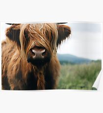 Scottish Highland Cow in Scotland Poster