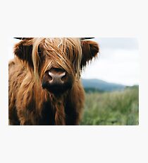 Scottish Highland Cow in Scotland Photographic Print