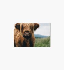Scottish Highland Cow in Scotland Art Board