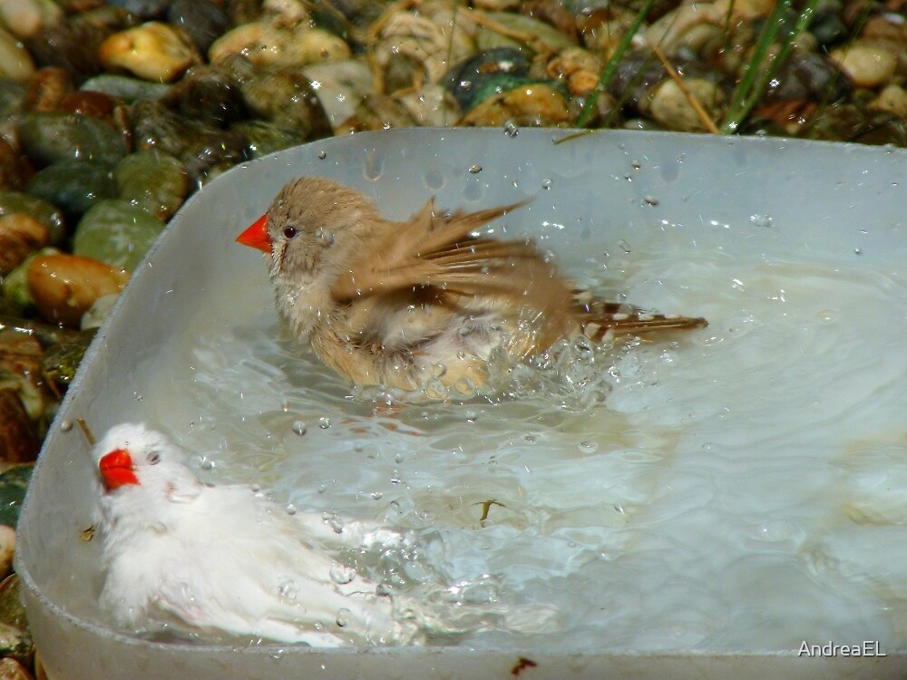 "Have You Ever Seen A Zebra Bathing? - Zebra Finches - NZ" by AndreaEL