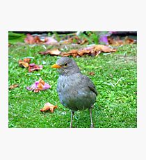 I Could Be A Collectors Item... - Blackbird - NZ Photographic Print