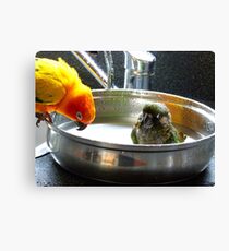It's Not A Bird Bath... It's A Pan Bath LOL... - Conures - NZ Canvas Print