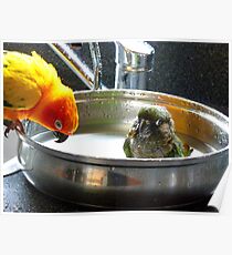 It's Not A Bird Bath... It's A Pan Bath LOL... - Conures - NZ Poster