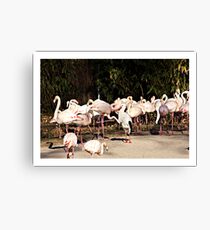 Lunch guest Canvas Print