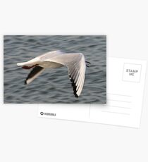 Seagul Postcards