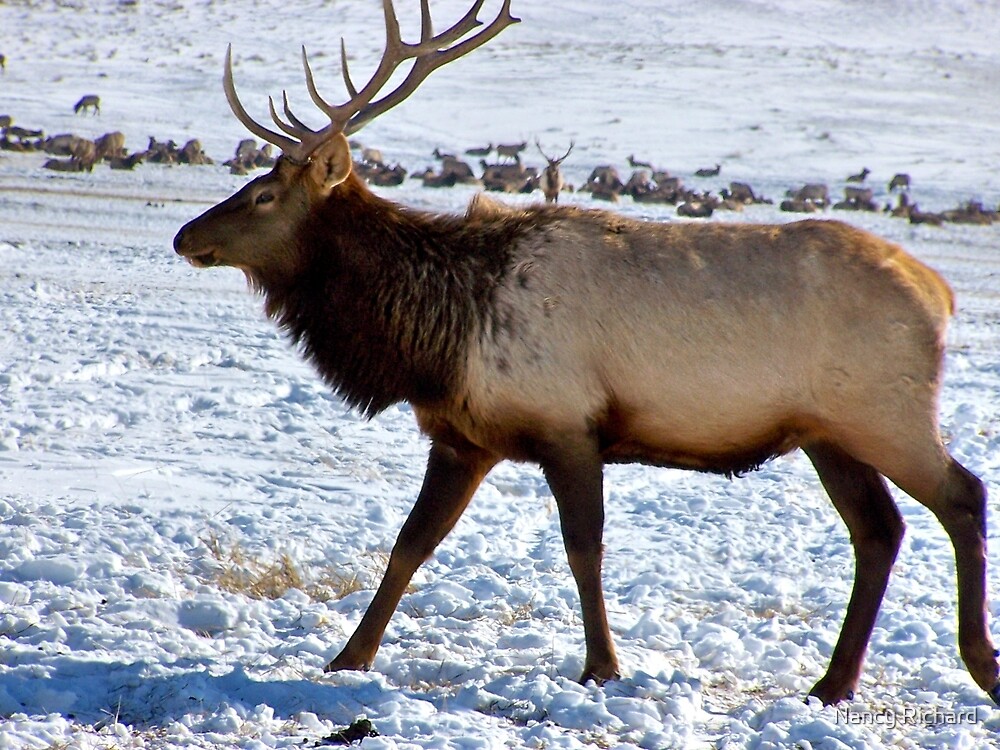 "Royal Elk in Jackson, Wyoming" by Nancy Richard Redbubble
