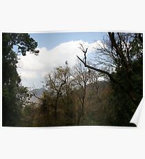 trees Poster