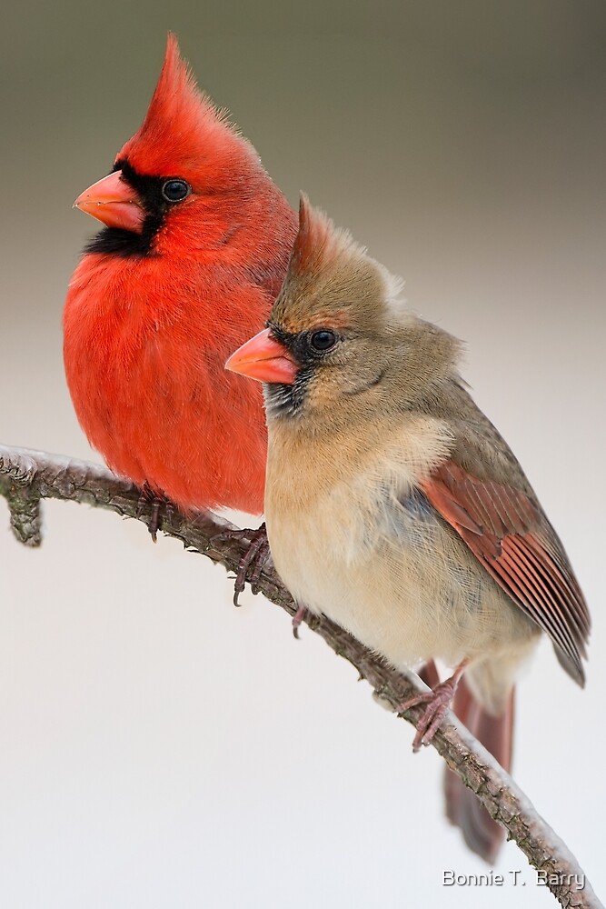 "Northern Cardinal Pair on Pine Branch" by Bonnie T. Barry | Redbubble