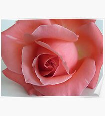 Coral Rose Poster