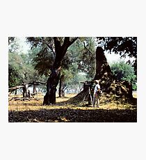See...over there...an elephant... Photographic Print