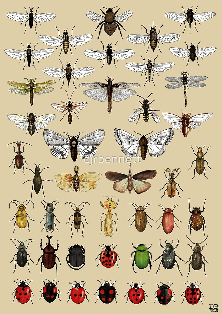 Entomology Insect studies collection  by djrbennett