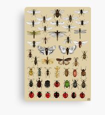 Entomology Insect studies collection Canvas Print