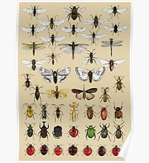 Entomology Insect studies collection Poster