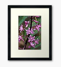 Hyacinth Orchid Framed Print