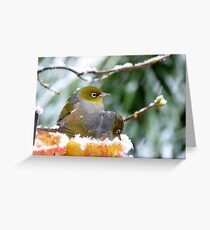She's Sitting In An Apple!! Silver-Eyes - NZ Greeting Card