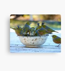 Make Room, My Feet Are Freezing Down Here!! - Silver-Eyes - NZ Canvas Print