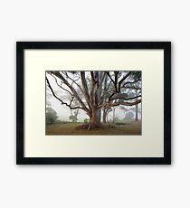 Morning Mist Tilba Tilba Framed Print