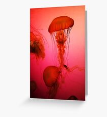Portrait of a Jellyfish- Pink Greeting Card