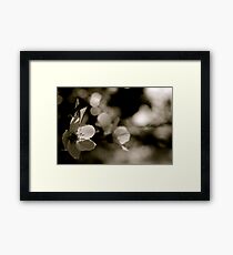 Delicate Framed Print