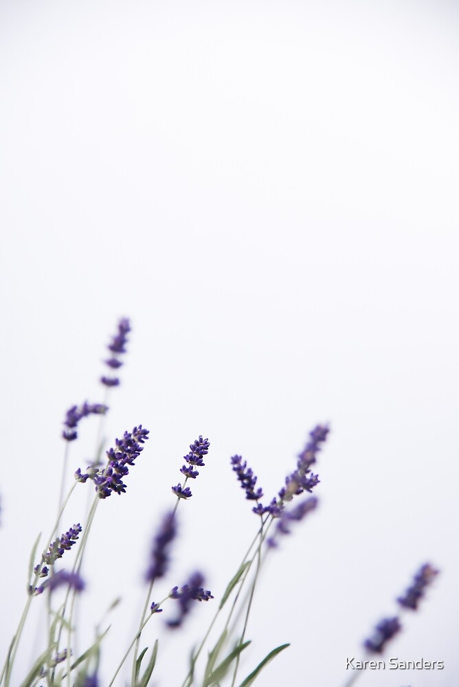 Purple French Lavender Flower Bunch on White Background