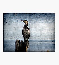 Bird Watching Photographic Print