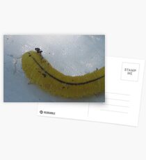 Caterpiller Postcards