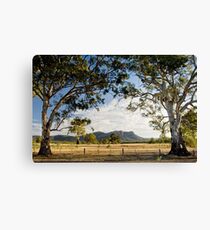 grampian redgums Canvas Print