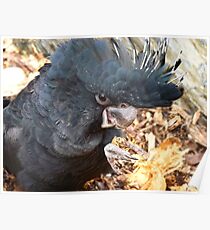 Did You Bring The Preening Equipment? - Black Red Tailed Cockatoo Poster
