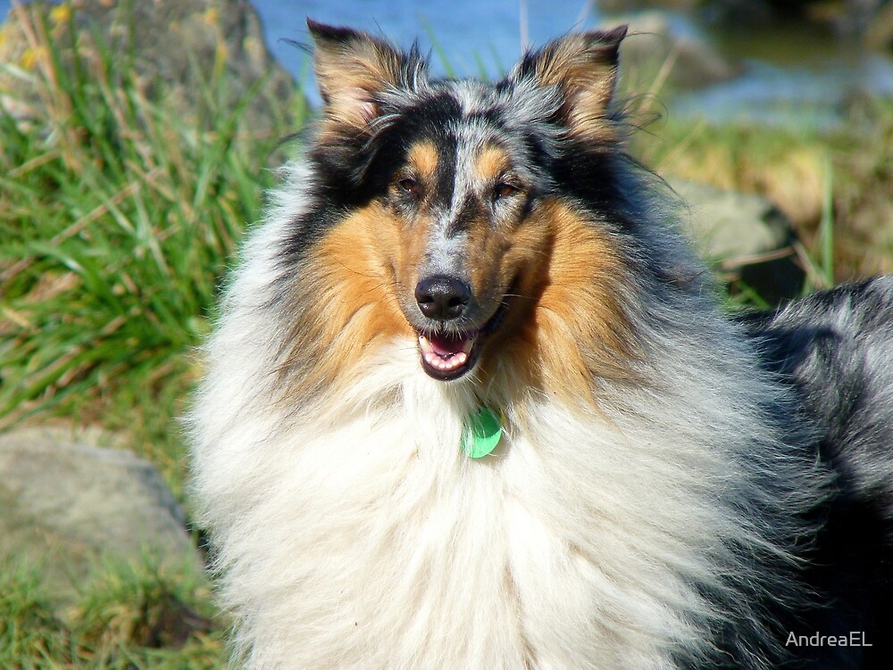 "You Got To Smile Like This Lassie... Collie NZ" by AndreaEL