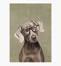 Mr Weimaraner Photographic Print