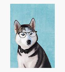 Mr Siberian Husky Photographic Print