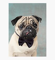 Mr Pug Photographic Print