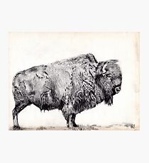 Buffalo Photographic Print