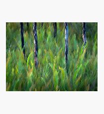 Sunlit ferns Photographic Print
