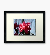 Nature Painted Her Pink - Camellias - NZ Framed Print