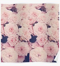 Pink Roses Poster