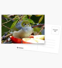Merry Christmas To You...Silver-Eye - NZ Postcards