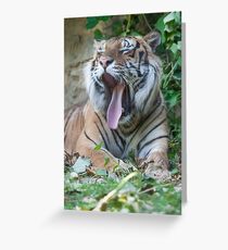 tiger at the zoo Greeting Card
