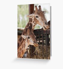 giraffe at the zoo Greeting Card