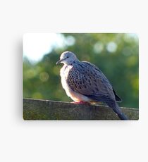 I've Arrived At "Tranquillity" - Spotted Dove - NZ Canvas Print