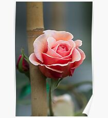 roses in the garden Poster