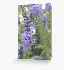 Sweetness Greeting Card