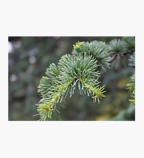 Pine Needle Photographic Print