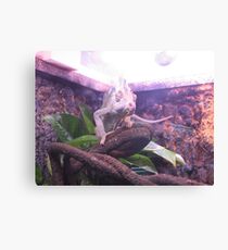 reptile Canvas Print