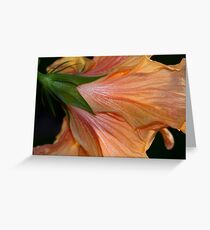 Pinto Greeting Card