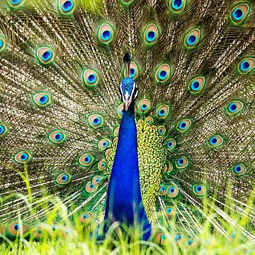 25 Pecock ideas  beautiful birds, pet birds, peacock pictures