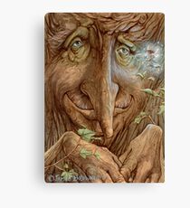 Old Wisebark Canvas Print
