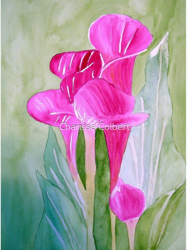 Calla Lily by charissecolbert
