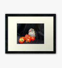 Yum... Rescued Sparrow - NZ Framed Print