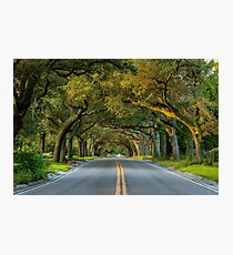 12th Avenue Tree Archway Photographic Print